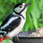 The local birds will love flying in and grabbing a quick tasty meal!