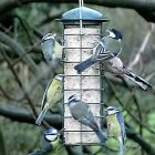 Hang up your Awesome Log Feeder and watching them come flying in!