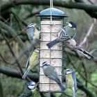 It&#039;s so easy to feed the local wildlife - simply hang your Feeder from a handy branch, post or fence