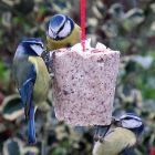 Just pop a Nutty Pudding out of a cup, hang it up and watch them come flying in!
