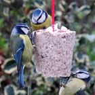 Just pop a Nutty Pudding out of a cup and enjoy seeing everyone get their share of the tasty treat!
