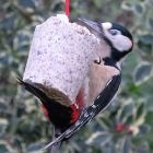 Just pop a Nutty Pudding out of a cup and hang it up - great for bringing Woodpeckers and Blue Tits into your garden