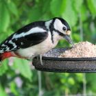 It&#039;s so easy to feed your Garden Birds!  Simply sprinkle onto a bird table or scatter on the ground so your Blackbirds and Thrushes can get their share too!